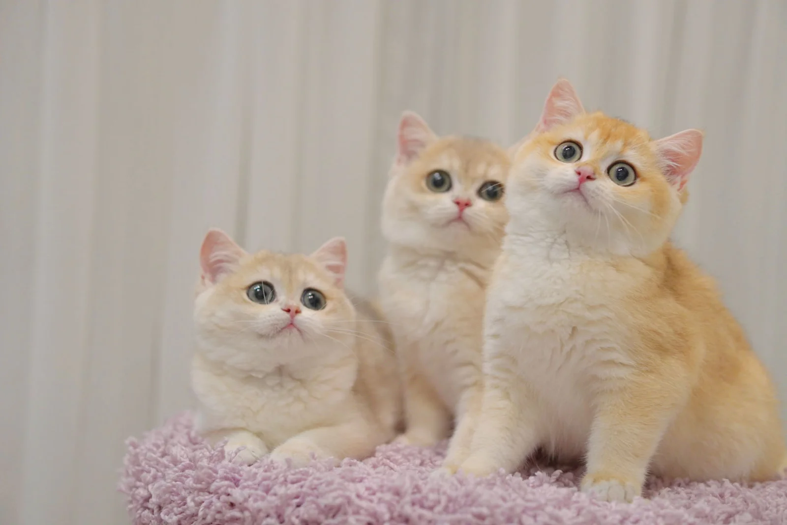 WordPress预约系统